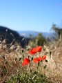 IMG_2910.JPG