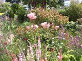 Garden Carmel Duignan 1.jpg