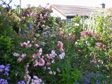 Garden Carmel Duignan 2.jpg