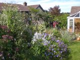 Garden Carmel Duignan 3.jpg