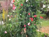 Mount Usher Garden 1.jpg