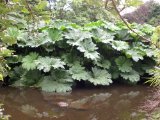 Mount Usher Garden 10.jpg