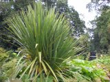 Mount Usher Garden 4.jpg