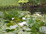 Mount Usher Garden 9.jpg