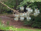 Mount Usher Garden Pinus Montezuma.jpg