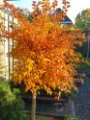 20151023_100419_HDR.jpg