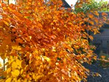 20151023_100425_HDR.jpg