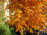 20151023_100431_HDR.jpg
