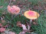 IMG_6493.JPG