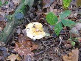 IMG_2658.JPG