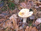 IMG_2660.JPG