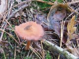 IMG_2671.JPG