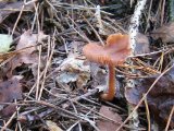 IMG_2672.JPG