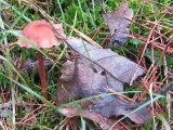 IMG_2675.JPG