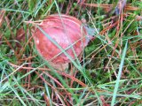 IMG_2683.JPG
