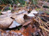 IMG_3724.JPG