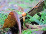 IMG_3726.JPG